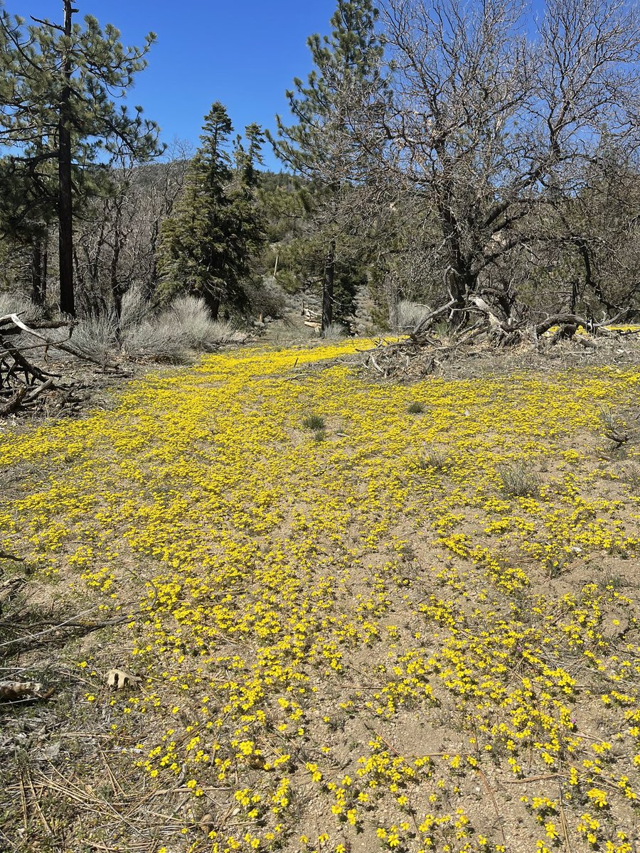 naomibot's tweet photo. This weekend I met Pentachaeta fragilis for the first time. Fragile pygmy daisy is a plant of limited distribution and occurs primarily in the southern Sierra Nevada and south Coast Ranges in CA. https://t.co/iOtKDrLNak