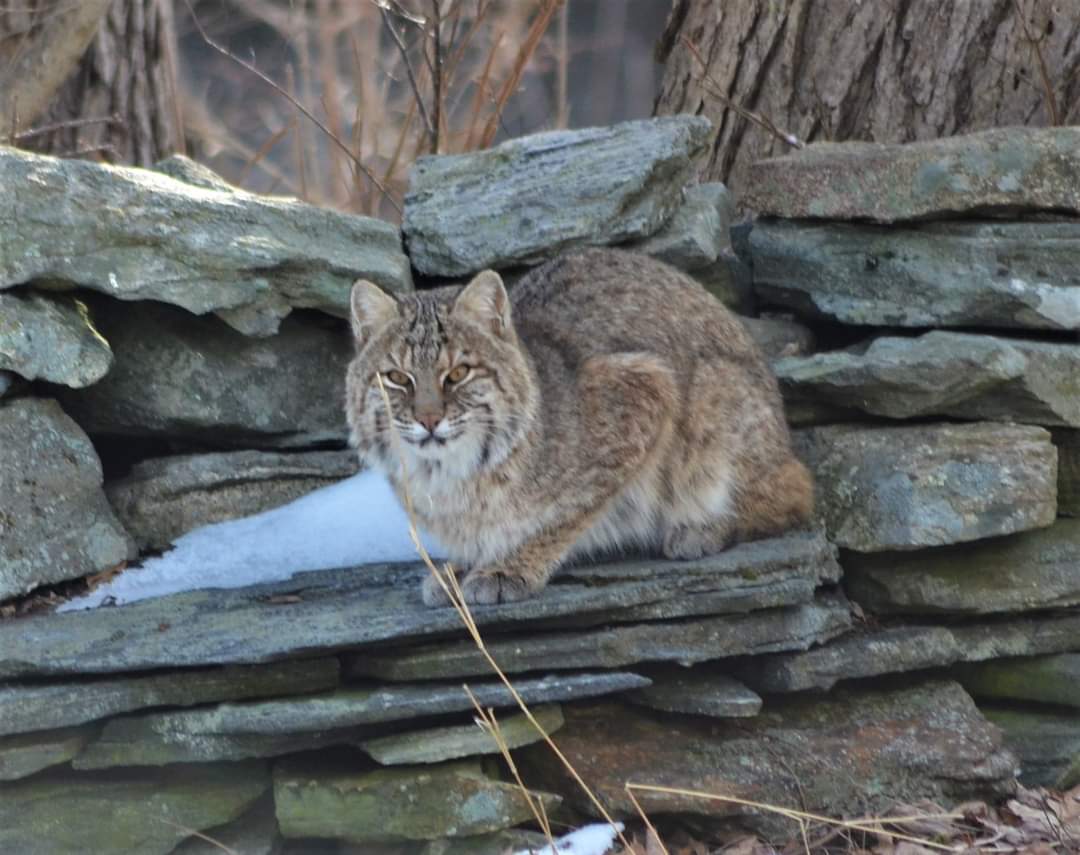 Jennicosmos's tweet photo. #Bobcat #CatNap https://t.co/gVc8Dvb4GO