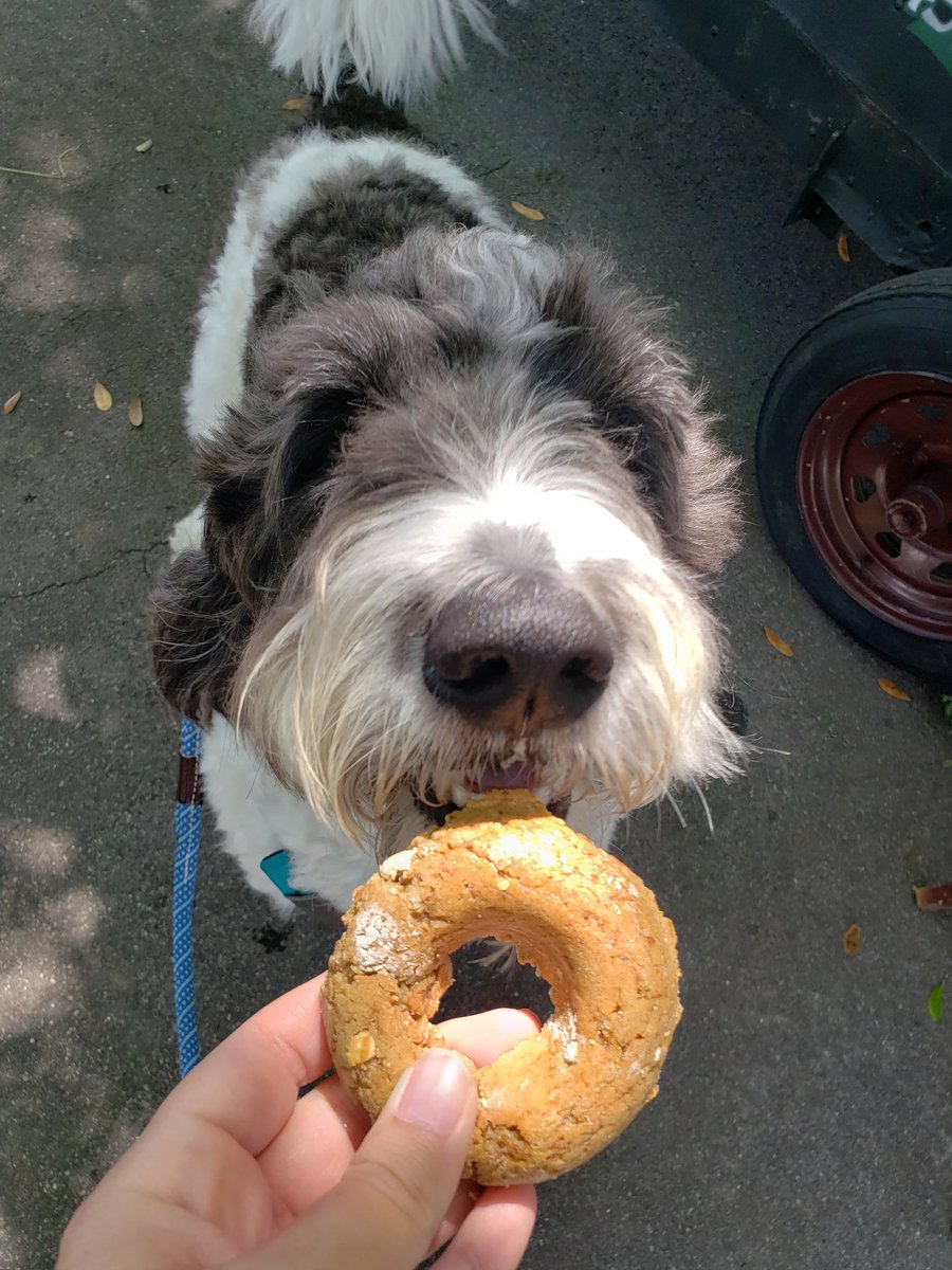 Today is #GeologistsDay so I spent it with my favorite geologist.... mom! We took a walk on the beach and then went to the farmers market and got some treats. I had a donut and she had pierogies 😋 #SundayFunday #dogsoftwitter