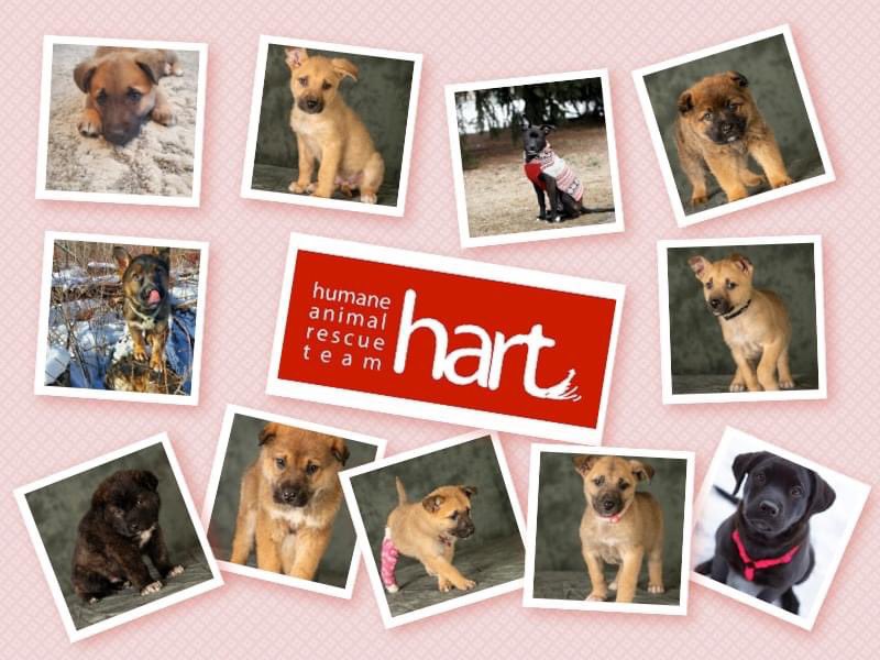 Puppy Party Today!
Come meet Xu, Vada, Vance, Vixen, Trixie, Xachery, Xavi, Vivian, Vino, Xander, &amp; Pluto TODAY between 12 - 3 at hart space 16831-110 Ave.
 
There is no charge for puppy snuggles but donations would be greatly appreciated. 💕

Help us find their forever homes 😊