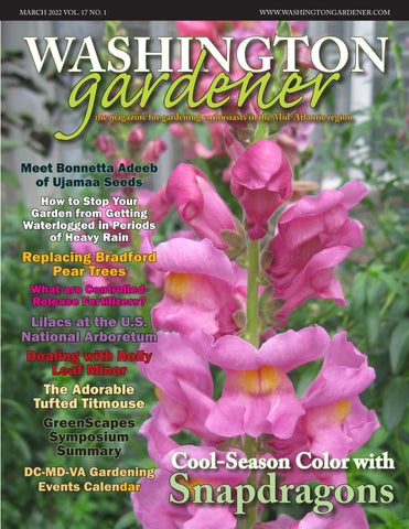 WDCGardener's tweet photo. Snapdragons, Lilacs, Tufted Titmouse, Holly Leaf Minor, and much more in the March 2022 issue of Washington Gardener Magazine at https://t.co/5M2xegLxn3
#gardened #gardening #gardeningtwitter #DMV #DC https://t.co/Amb3gtjwMS