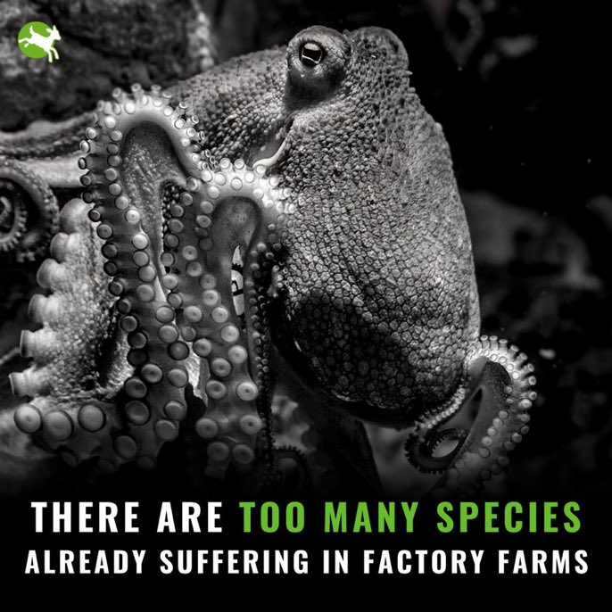 Octopuses can use tools, have short & long term memory & individual personalities. 🐙💚⁣
⁣
Despite this, there are plans to farm them in Spain. Instead of seeking new species to exploit, we must end factory farming. 🙅 ⁣

RT to give octopuses a voice on #WorldAquaticAnimalDay