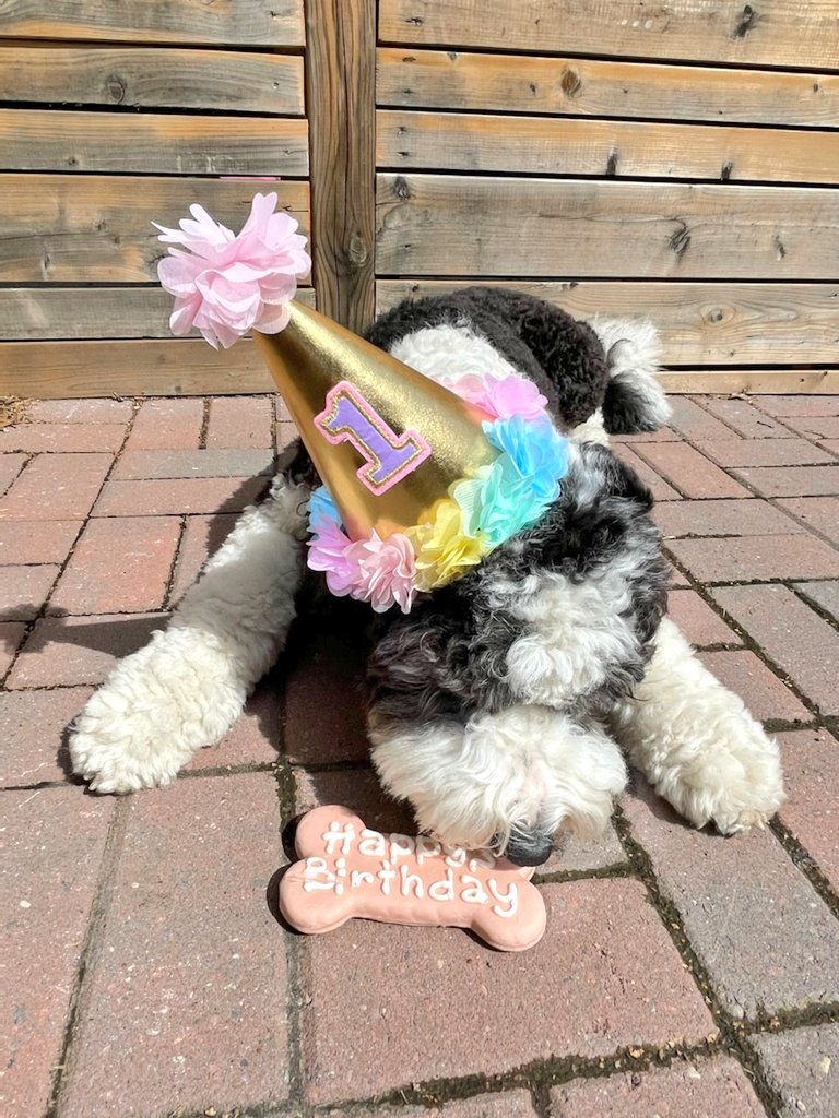 EricMerkley's tweet photo. Very happy 1st birthday to the happiest little clam, Tilly 🥳🎉 She is getting all of the toys this weekend #poliscidogs https://t.co/UIc3DGaHNn