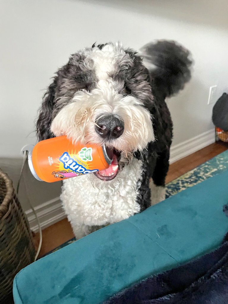 EricMerkley's tweet photo. Very happy 1st birthday to the happiest little clam, Tilly 🥳🎉 She is getting all of the toys this weekend #poliscidogs https://t.co/UIc3DGaHNn
