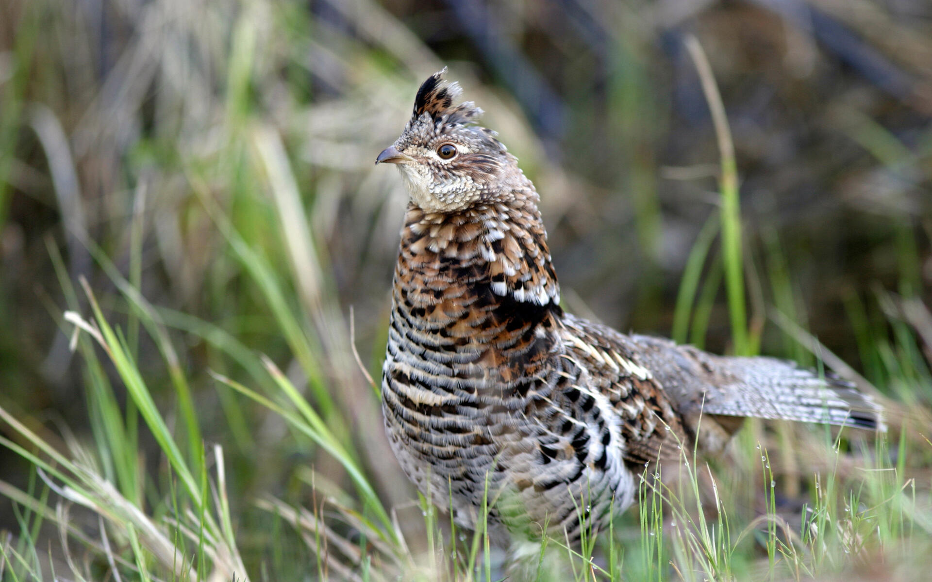 Ruffed Grouse