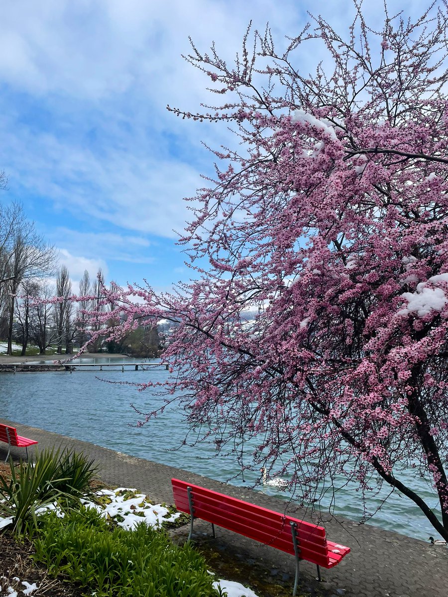 TheSwisspath's tweet photo. Happy Sunday! This weekend, winter returned to a large part of Switzerland, including here in Luzern. 🇨🇭 https://t.co/WIwmy5Y3f9