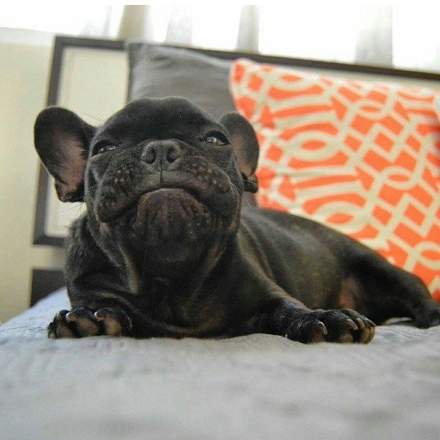 💕
#frenchbulldog