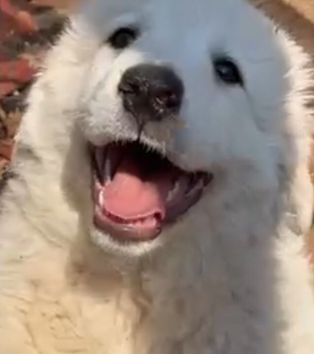 superania31's tweet photo. Furrends, meet the newest member of our family....Olympia Augusta ๐. Adopted last week and getting home today from Rome after 8 hours of road trip โค๏ธ๐พ #dogs #maremmano #italianshepherd ๐ฎ๐น https://t.co/f8YyboiH5i