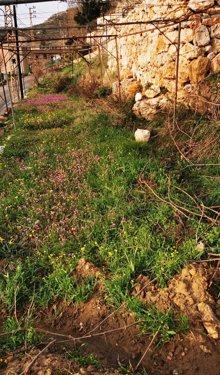 rabih_n_farhat's tweet photo. #spring_time 🧡❤️💛💚💙💜🤎 https://t.co/DlEcty2a1D