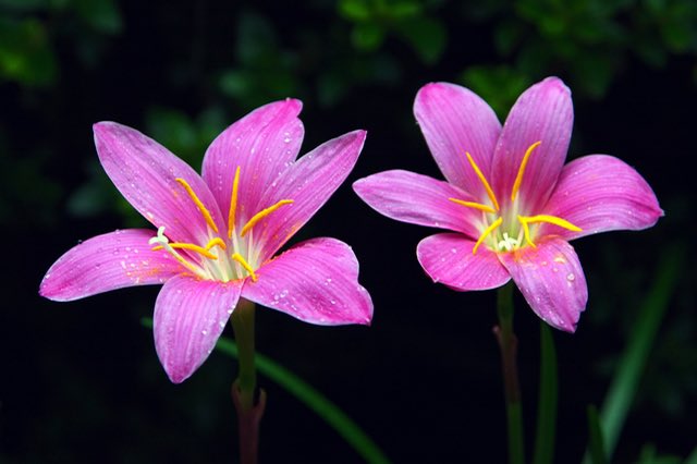 レインリリーのtwitterイラスト検索結果