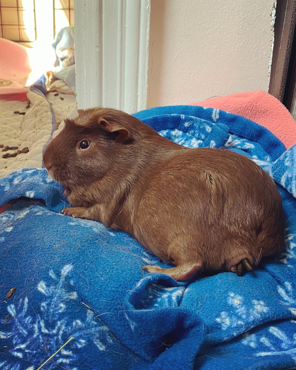 💕
#Guineapig