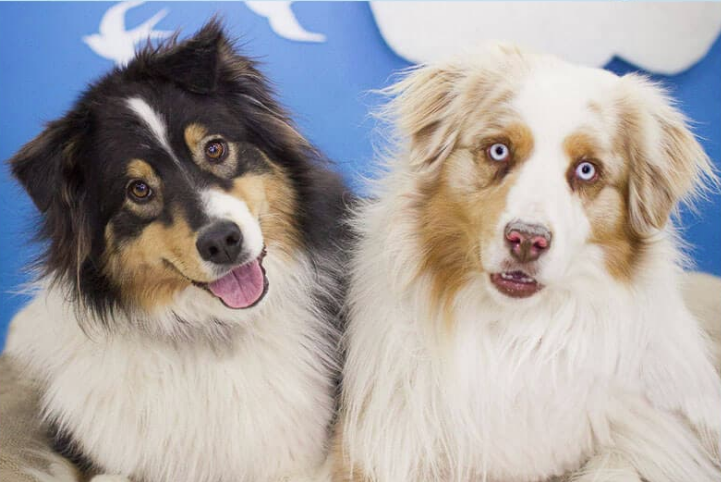 dfwpetsitting's tweet image. Happy Sunday and Happy Good Deeds Day! Spend the day doing a good deed or, as I refer to it, being a good human!   Need some ideas?  Participate today and everyday!  good-deeds-day.org/volunteer-with… #gooddeeds #dfwpetsitting #beagoodhuman