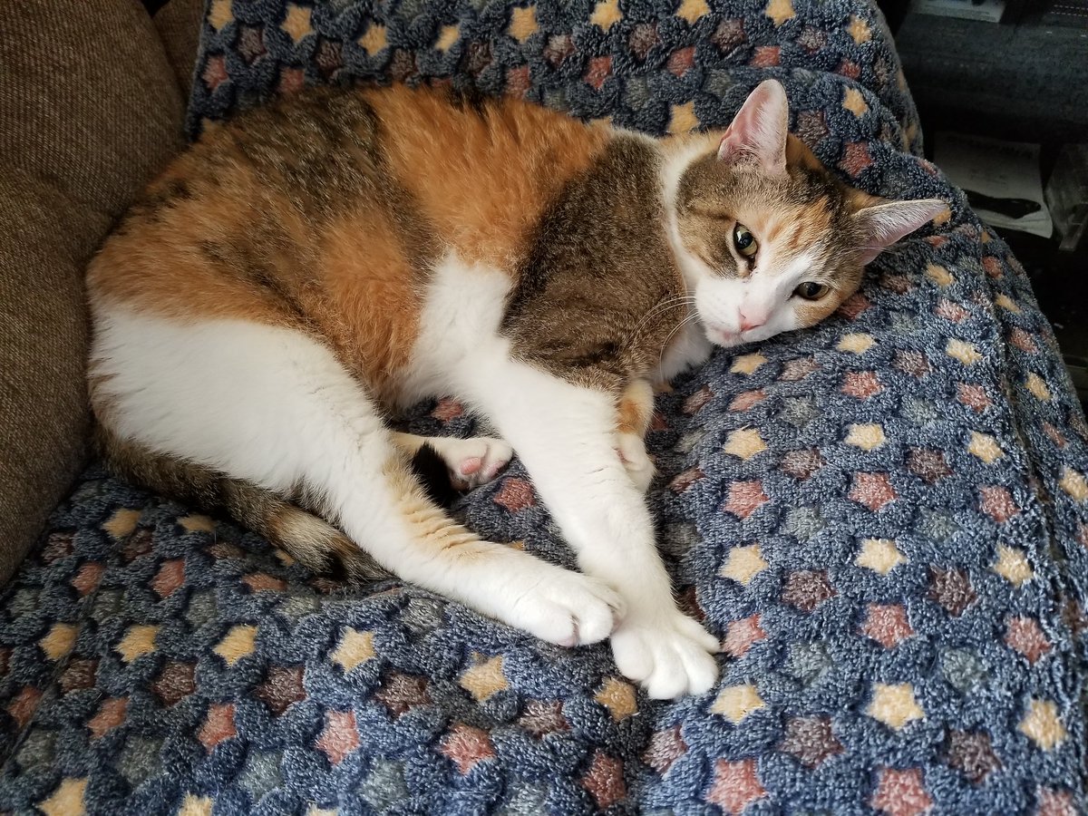 CatTalesLaura's tweet photo. Today is my 11th Birthday please help me celebrate. Cali Ann #laurascats #catsoftwitter #cats #catsofinstagram #catsrule #caturdays #catlover #housecats #catslife #catsoftumblr #catsoffacebook #northiowabloggers https://t.co/McXmggSARz