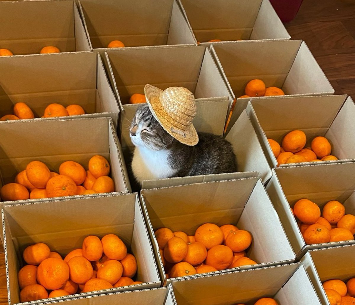 🌿🌼🧺 (@peacozy) on Twitter photo 