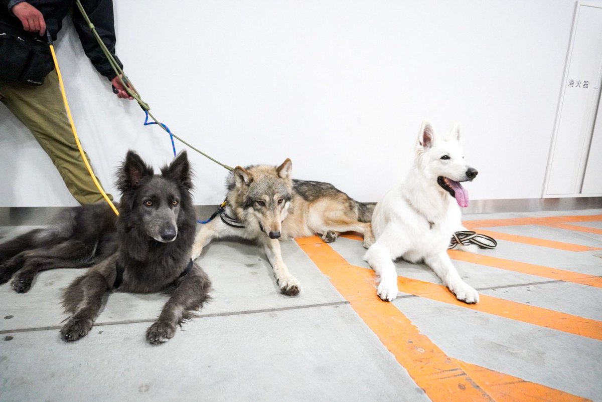 rosewolfjp's tweet photo. 右から、
ほとんどシェパード
ちょっとシェパード
シェパード

違いはオオカミの血があるかないか https://t.co/ry3liW4z4C