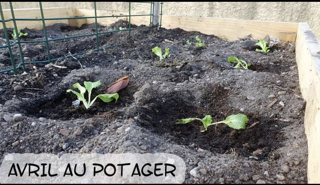 Avril au potager bio : semis, plantations, entretiens
petit-potager.com/blog/le-jardin…
Salut les potapotes
voici toutes les choses à faire au potager bio en avril : 
petit-potager.com/blog/le-jardin…
Bonne lecture à toi.
Cyril
