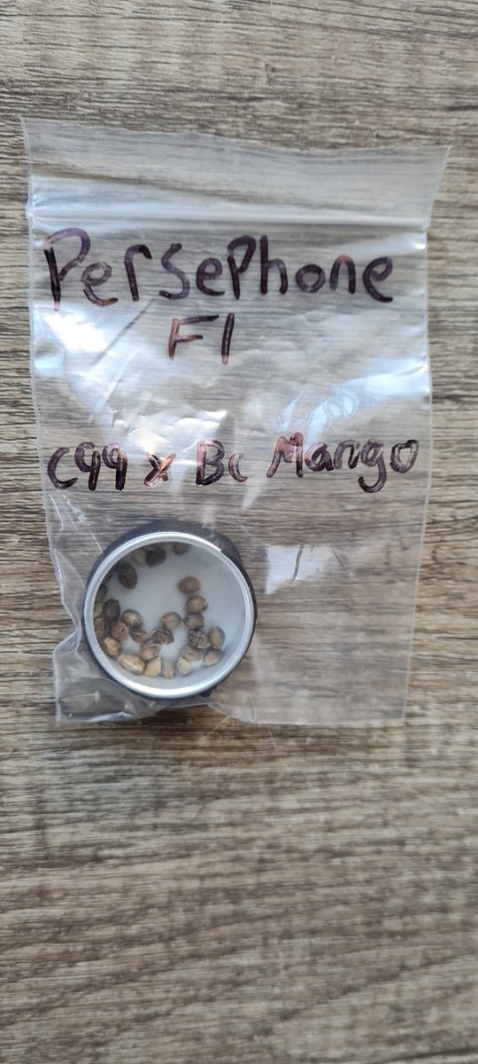 shaan__kapoor's tweet photo. Sometimes the universe surprises you when you are kind.

From stranger to fellow grower, this community unites like no other I've ever been a part of.

I'm lucky to have found you all.

#CannabisCommunity #growyourown #breedyourown #shareyourown #gratitude 🙏🏾 https://t.co/rNAYTHwRVw