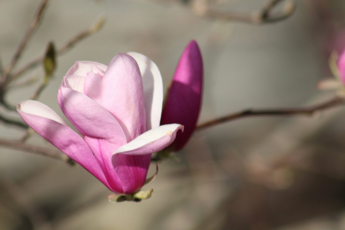 SarahsPointOfV1's tweet photo. Tulip Tree blossom at Grandma's RV Campground in Shepherdsville, Texas. 
@nelle_sarah https://t.co/yQ5UR43Eb7