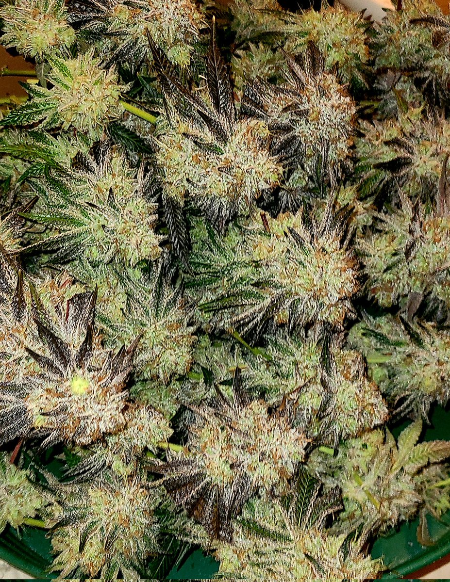Richard37574530's tweet photo. Cut down clean reset and flip. Next round is white runtz forum cookies and ice cream zundae pheno hunt. Pics to come of the clean room and new plants. Absolutely smashed this run. Best I've done with this strain is 1.7 grams per watt. I think I'm looking at closer to 2. #3alight https://t.co/SrOqIimr4j