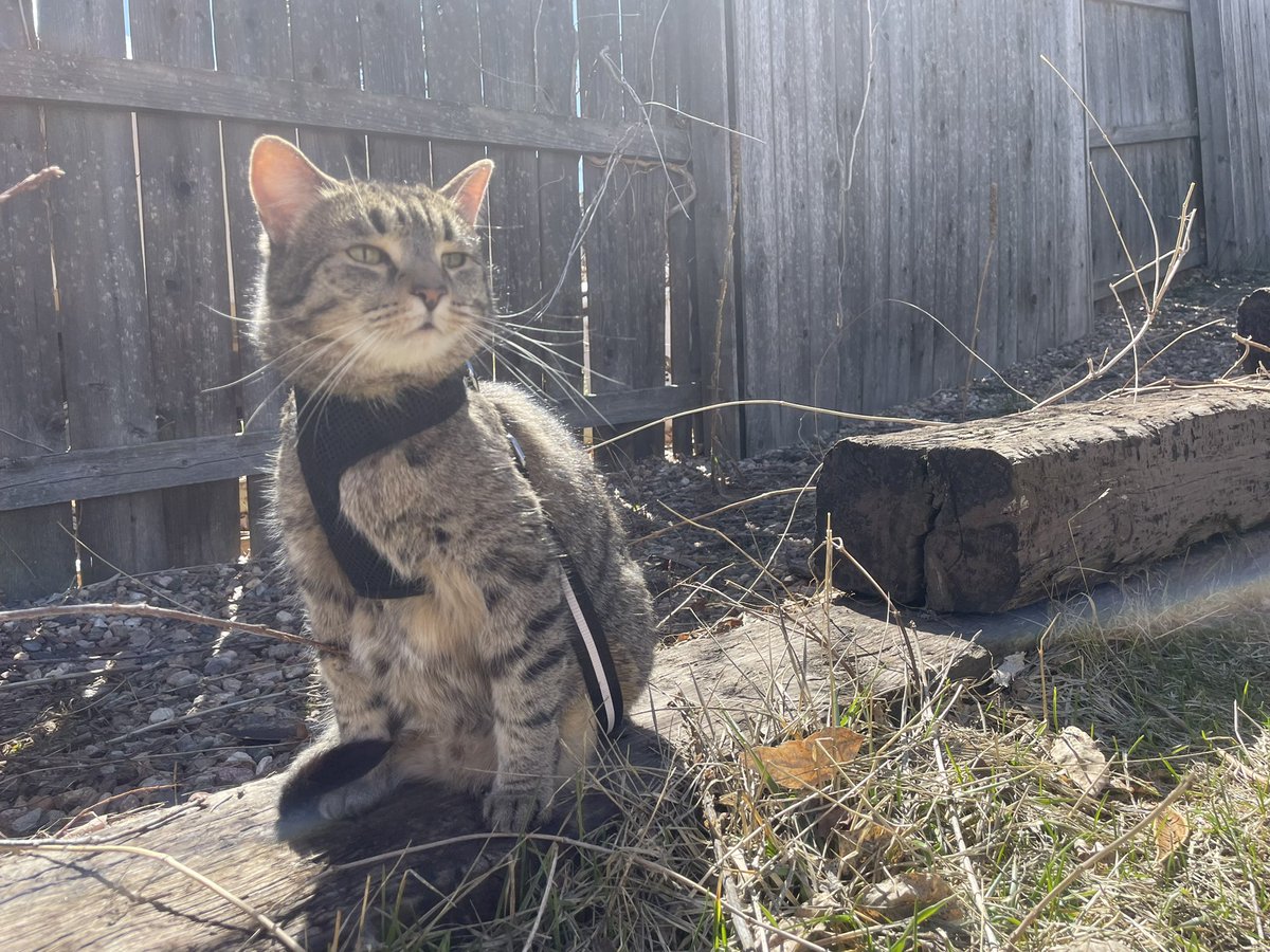 GMSV ❤️💚💙 tweet media