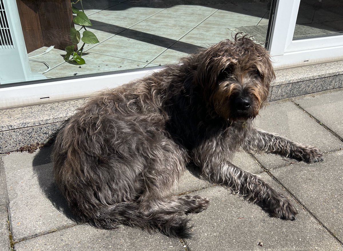Ich könnte ja auch auf der anderen Seite der Scheibe liegen, aber warm ist für Weicheier.🐾