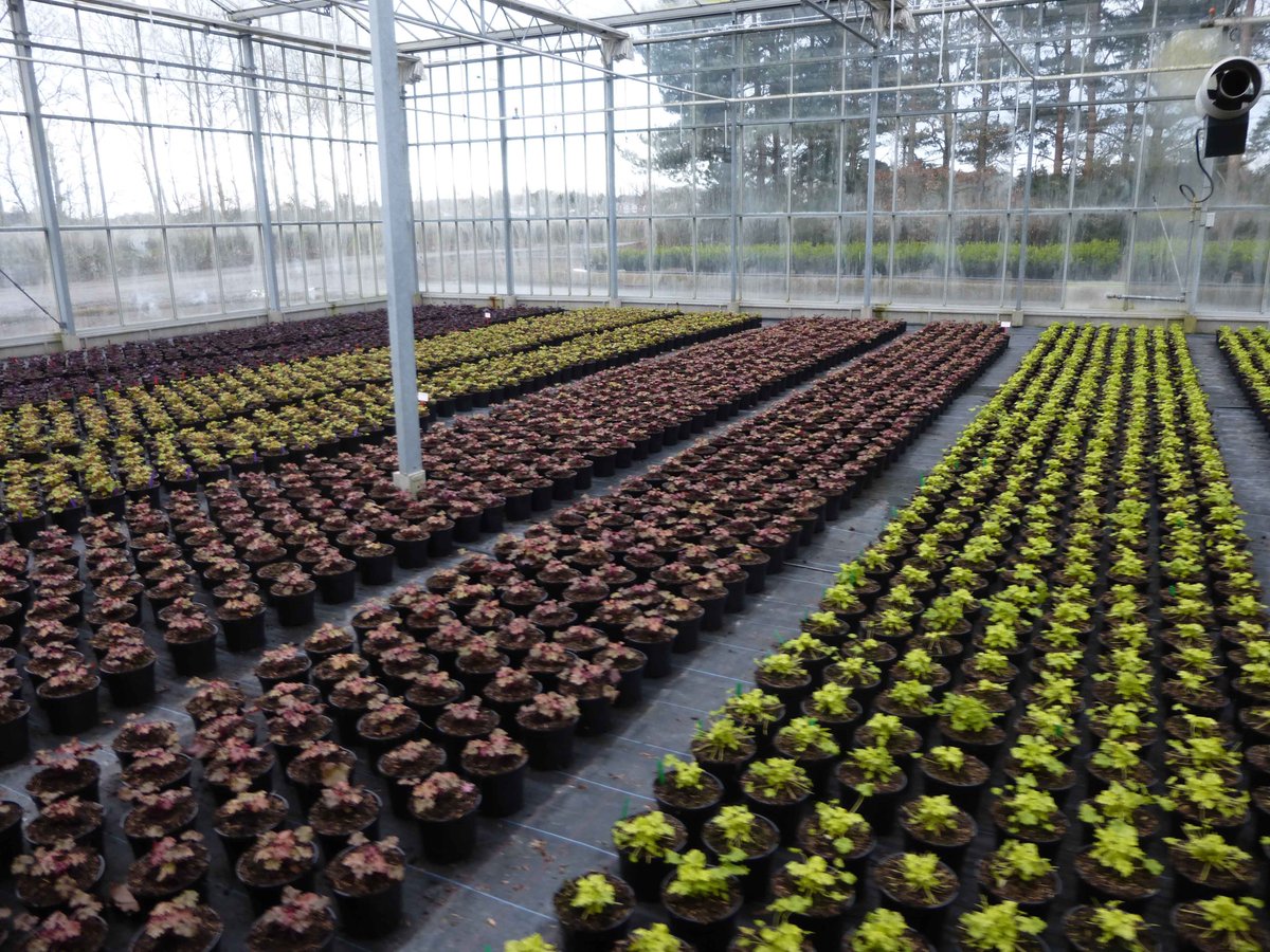 Did you know we were established in 1930 and have been run by three generations Williamsons? While we have heritage on our side, we’re also constantly developing and improving production techniques, and our ranges, to keep us at the fore front of our industry. #BritishGrown