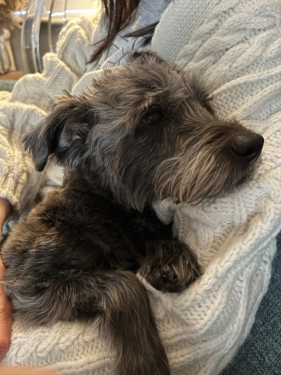 KateOflaherty's tweet photo. Dog is being unreasonably cute today https://t.co/4iEoIBJW7x