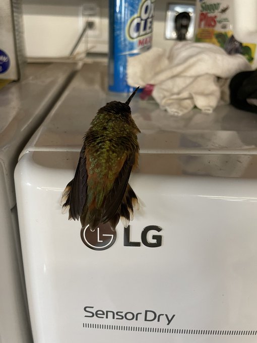 This guy is just chillin on my dryer asleep. I didn&rsquo;t want to move him, I figured he&rsquo;s hungry, but the<a href="/tag/happyplace"class="tags"><span>#happyplace</span></a><a href="/tag/luckygirl"class="tags"><span>#luckygirl</span></a><a href="/tag/hardpointsathome"class="tags"><span>#hardpointsathome</span></a>