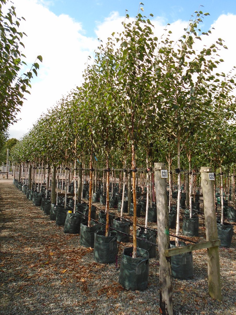 We specialise in contract growing and have many years’ experience in delivering #plants to agreed specifications for a required delivery time and at very competitive prices #Landscaping #Amenity. #ThinkWyevaleNurseries
