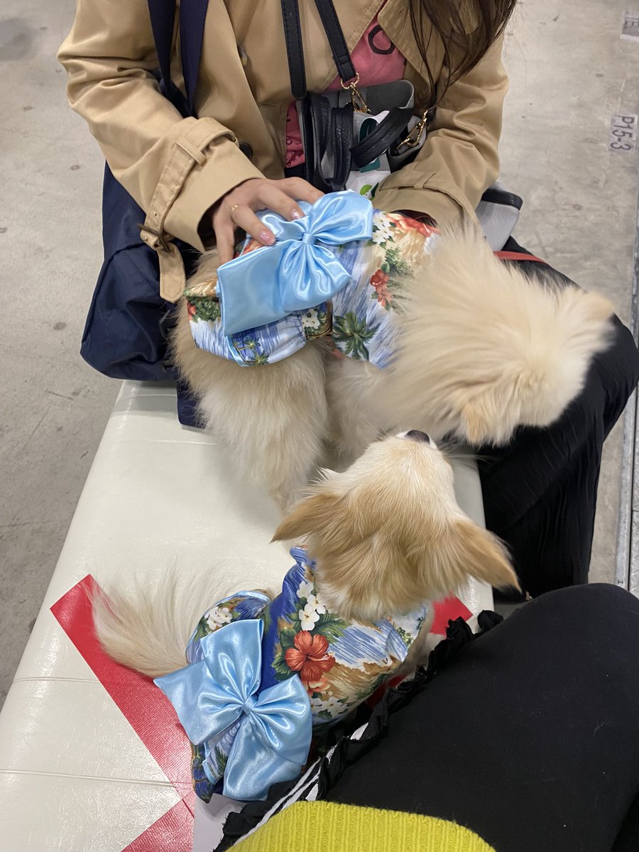 1228MAMI's tweet photo. 黄色…いただいた試食品
ピンク…購入した品々
インターペット最終日行けました♫
ラッキーもたくさんのわんこに会えてびっくりしてたけど、楽しめたようです
#インターペット　#ペット　#チワワ https://t.co/Aj4RsrGqeb