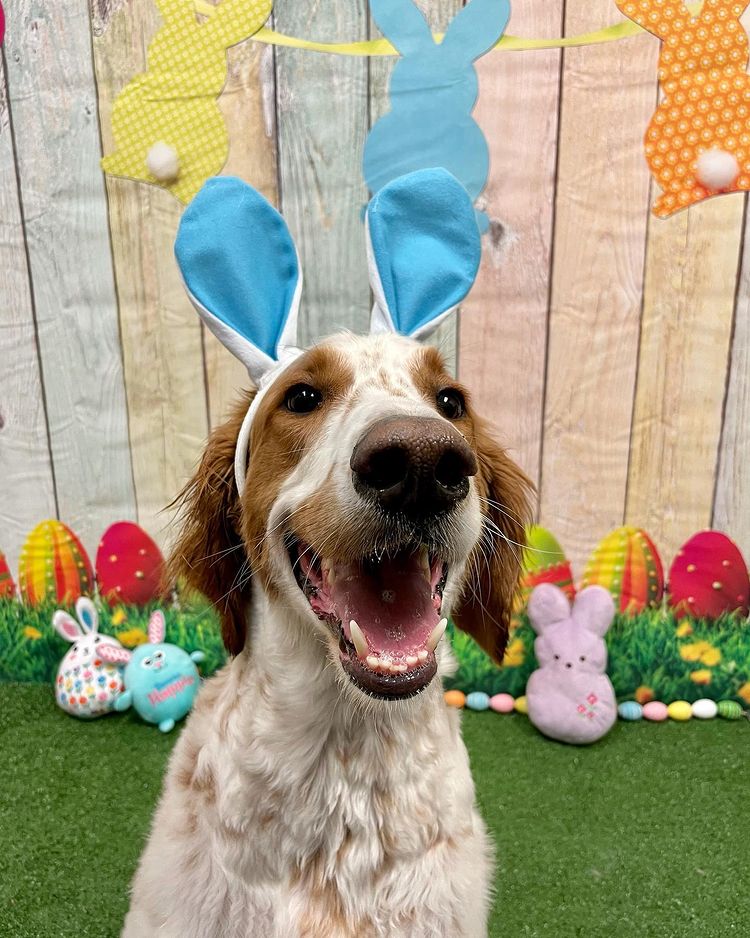PetSmart on Twitter "Hop on over to Doggie Day Camp on April 7 from 9