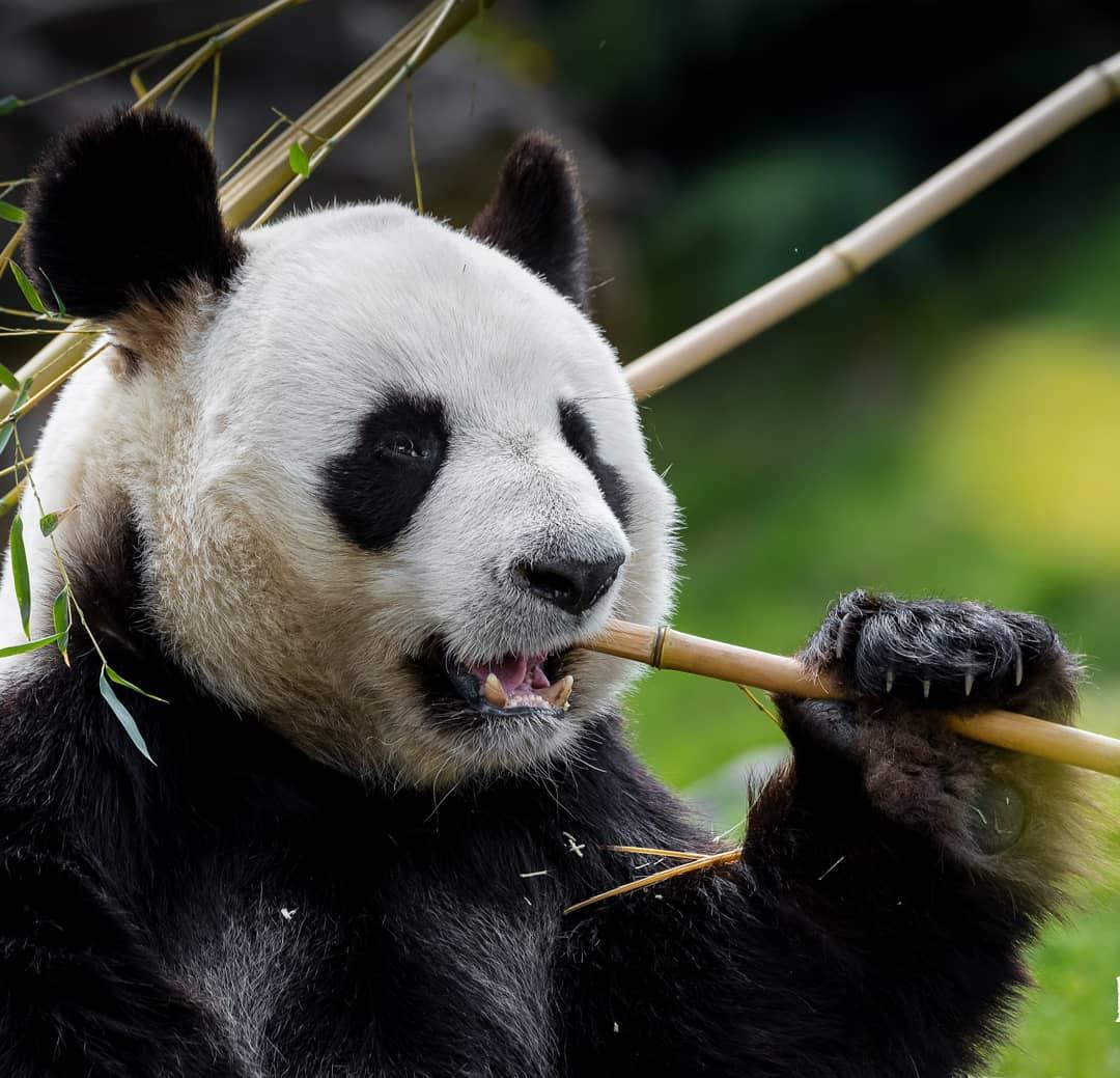 BBCEarth's tweet photo. Hot girl summer pending... 🥗

Pandas survive almost entirely on bamboo, eating from 26 to 84 pounds per day! They must eat this much to ensure they get their daily nutrients.

#EarthCapture by Linda Smit https://t.co/eSmeqCIrK7