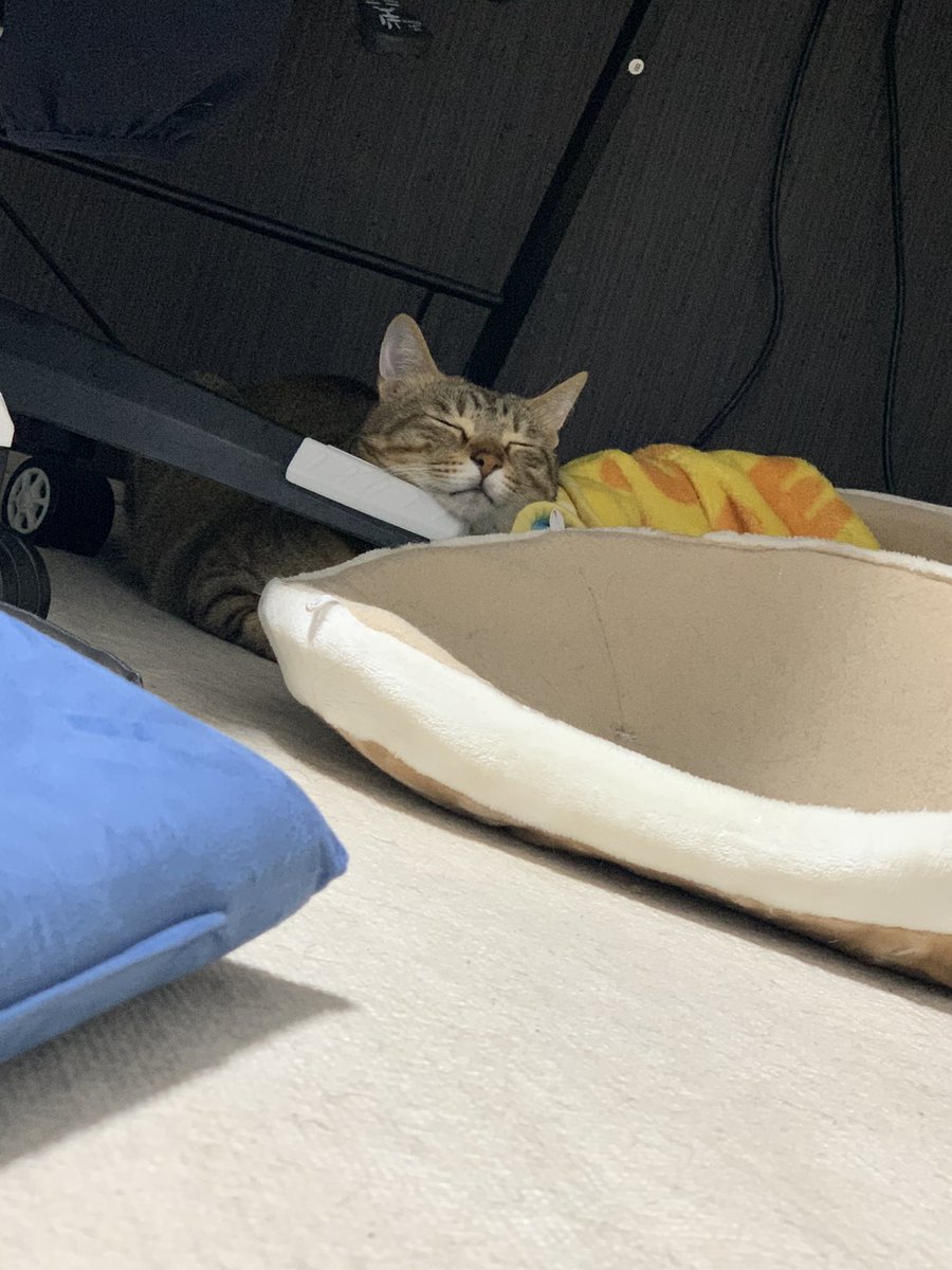 riru2424's tweet photo. ゲーミングチェアの足が最近お好み。 #猫のいるくらし https://t.co/tMqJ7QslSB