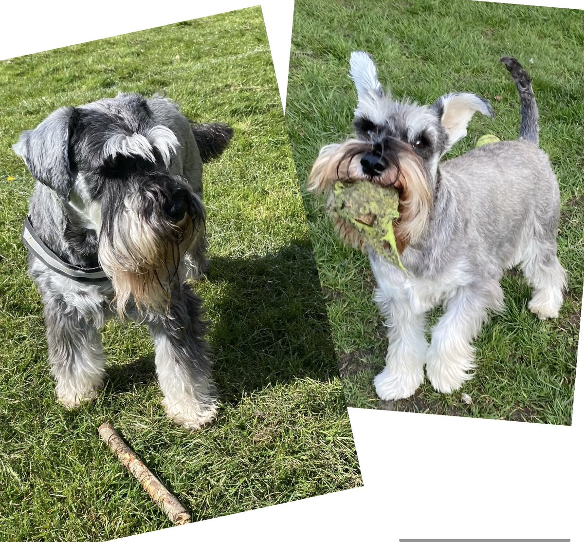Loads of toys and they choose a ballie that’s seen better days and a stick 🙈