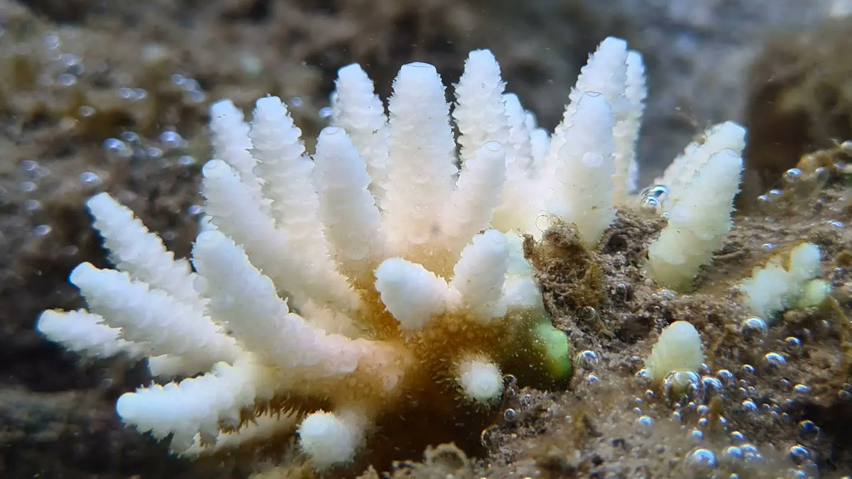 SeaSnakeBlanche's tweet photo. Cute blenny wins the day because coral bleaching made me cry.
#climatechange #coralbleaching #gbr #greatbarrierreef #lovethereef #Yunbenun
#magneticisland #thisismagneticisland #voteforthereef https://t.co/NWXIUnotTK