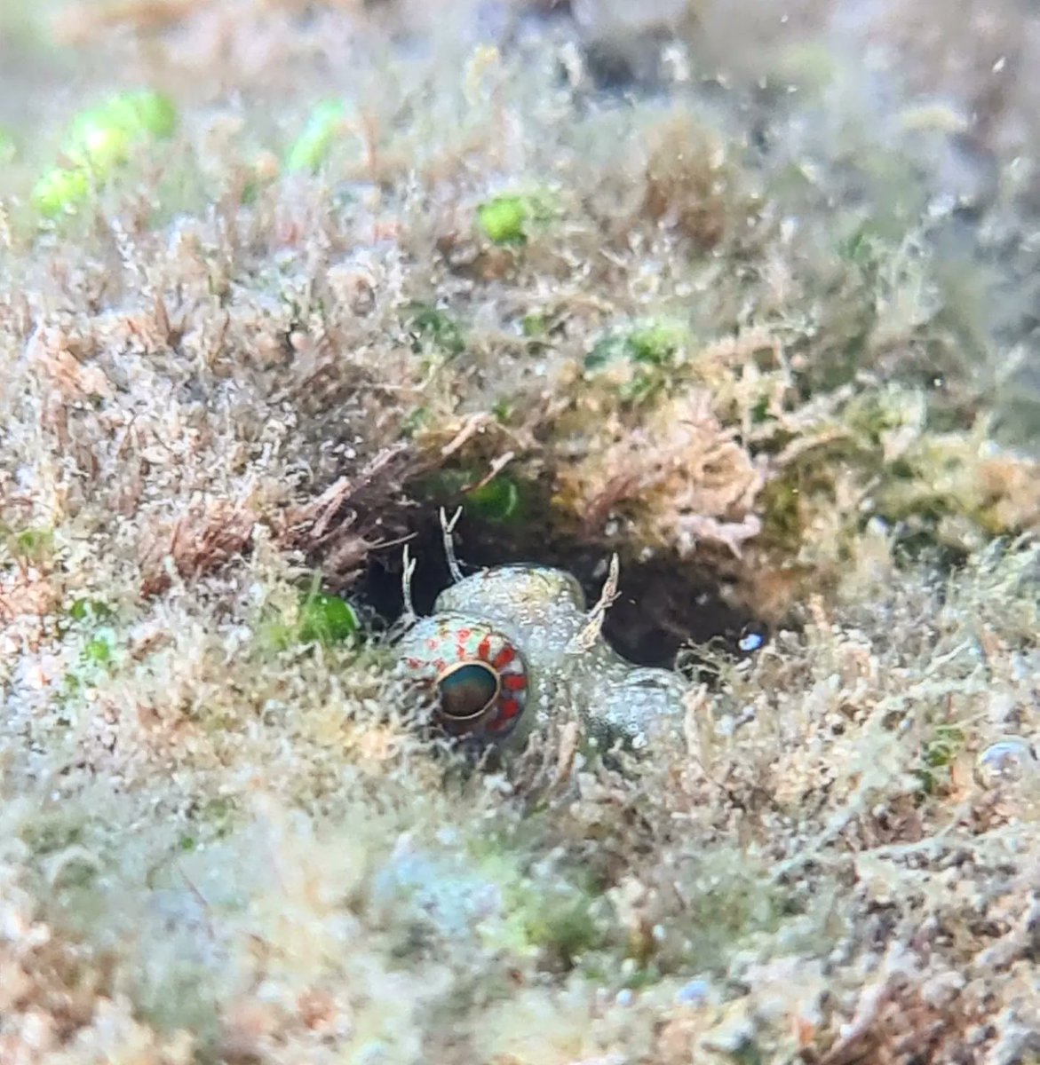 SeaSnakeBlanche's tweet photo. Cute blenny wins the day because coral bleaching made me cry.
#climatechange #coralbleaching #gbr #greatbarrierreef #lovethereef #Yunbenun
#magneticisland #thisismagneticisland #voteforthereef https://t.co/NWXIUnotTK