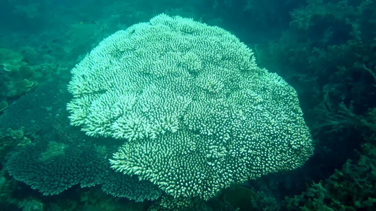 SeaSnakeBlanche's tweet photo. Cute blenny wins the day because coral bleaching made me cry.
#climatechange #coralbleaching #gbr #greatbarrierreef #lovethereef #Yunbenun
#magneticisland #thisismagneticisland #voteforthereef https://t.co/NWXIUnotTK