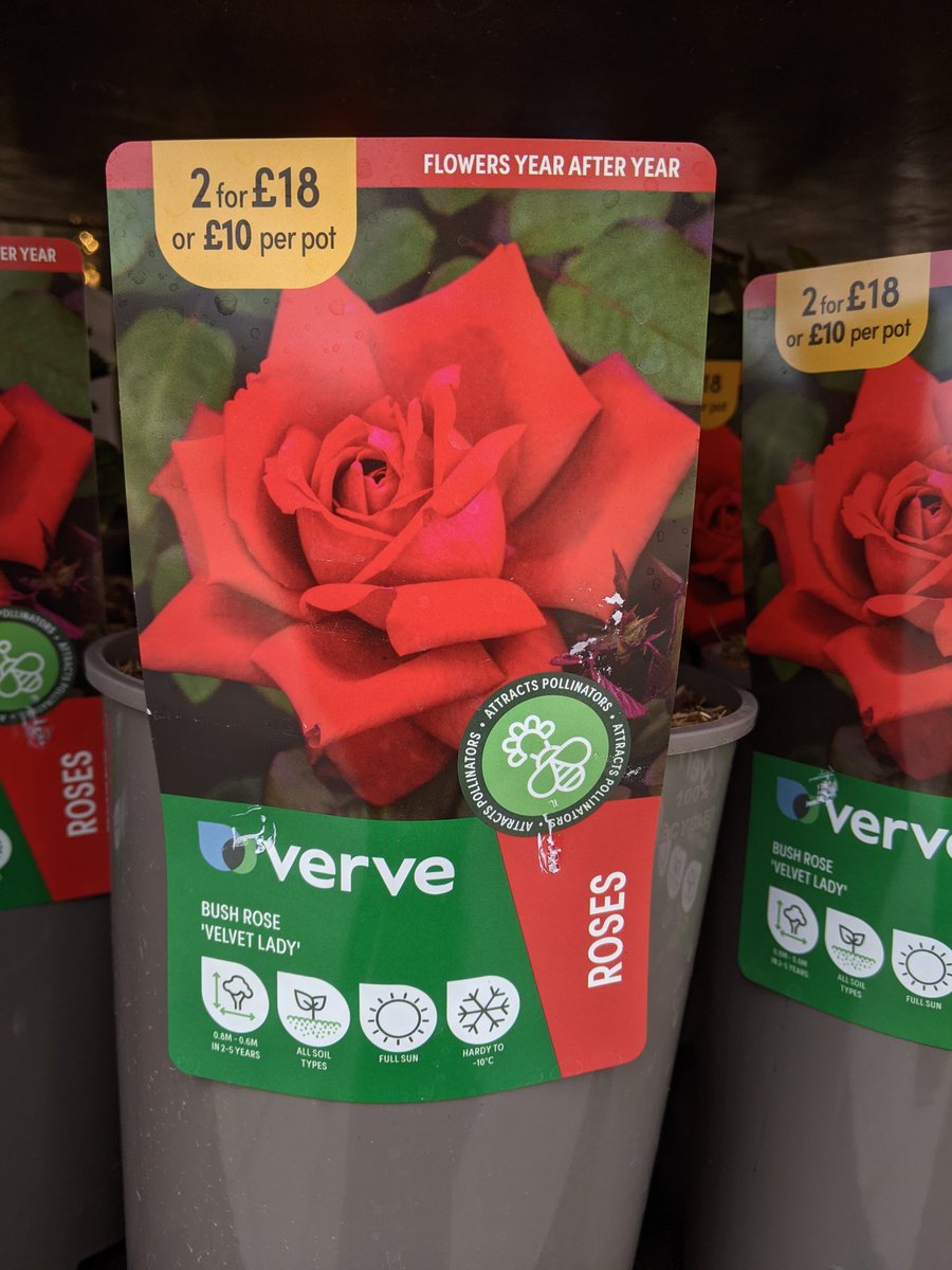 gillydormouse's tweet photo. Saw this outside a branch of @BandQ. Am I mistaken in thinking that this type of rose is of no benefit at all to pollinators? @BumblebeeTrust @B_Strawbridge https://t.co/0vOXh2iFKb