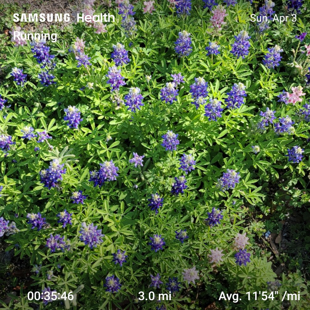 _Lala226_'s tweet photo. #bluebonnets #texasrunner https://t.co/jdbGl6LypS