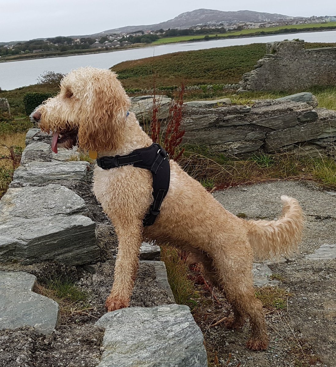 Minkeydoo13's tweet photo. #inspiringadventure here's our dog Cockapoo Cookie in Penrhos
Anglesey https://t.co/lK40bu4iei