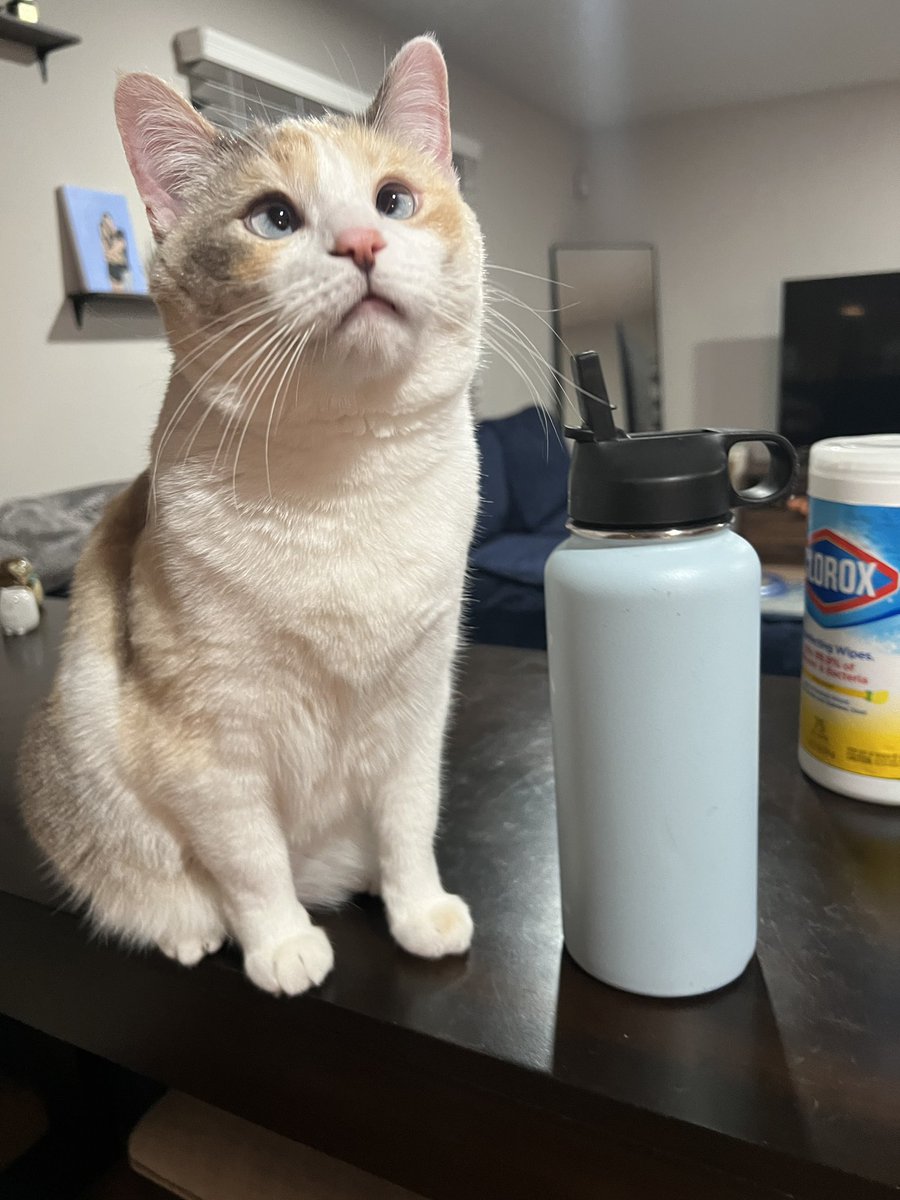 fatfatpankocat's tweet image. No thoughts