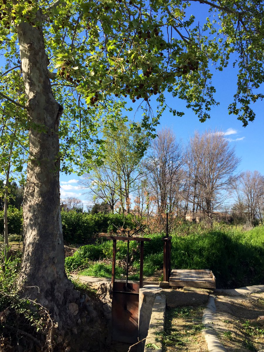 🍋 Ya lo sabéis pero nos gusta recordarlo: 

✨#LaHuertaDeMurcia✨ es una joya casi única en el mundo pero se empeñan en destruirla... y por desgracia son muy eficientes en esta tarea.

Se pueden hacer cosas: tuits como este es una de ellas. Hacer 💚 RT 🔃 para difundir es otra.