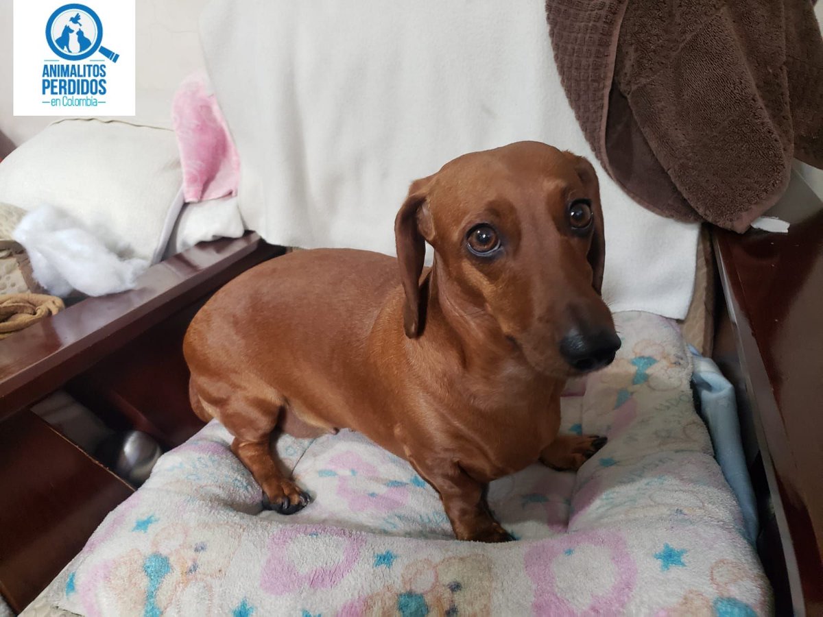 losbuscamos_col's tweet photo. Perdido perro  en la Cra 9 con Calle 19 Sur, barrio El SOSIEGO, Bogotá. Responde al nombre de LENON. Info 3112939211. #AnimalitosPerdidosCol https://t.co/DRfDsrEada