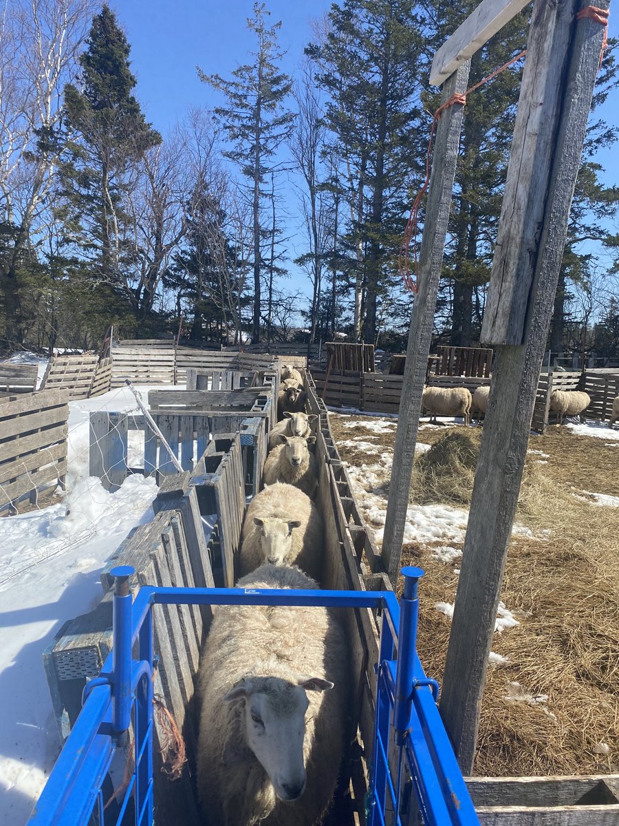 Beautiful day for pre-lambing vaccinations and selenium shots