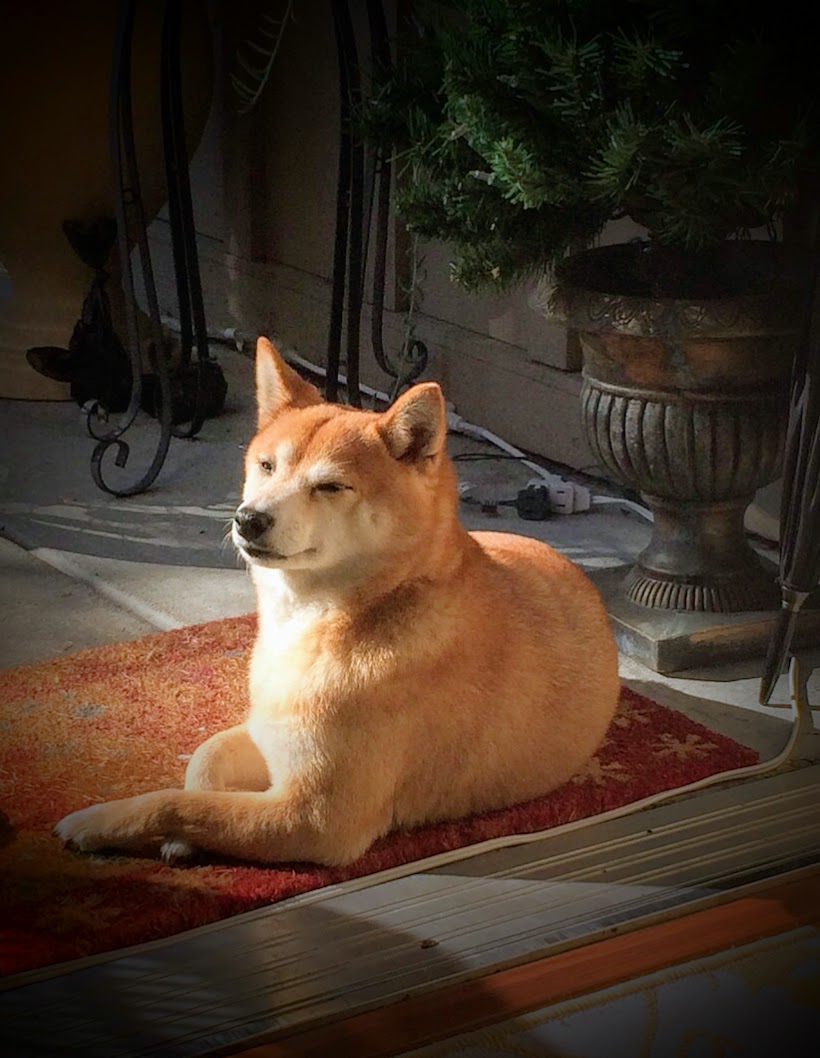 mHealthSurgeon's tweet photo. @_LuGar_ Luis, you are truly Mexican like me! And we both love Shibas! This is mine and her name is Akira. She is almost 15! https://t.co/xn6AbTf2a1