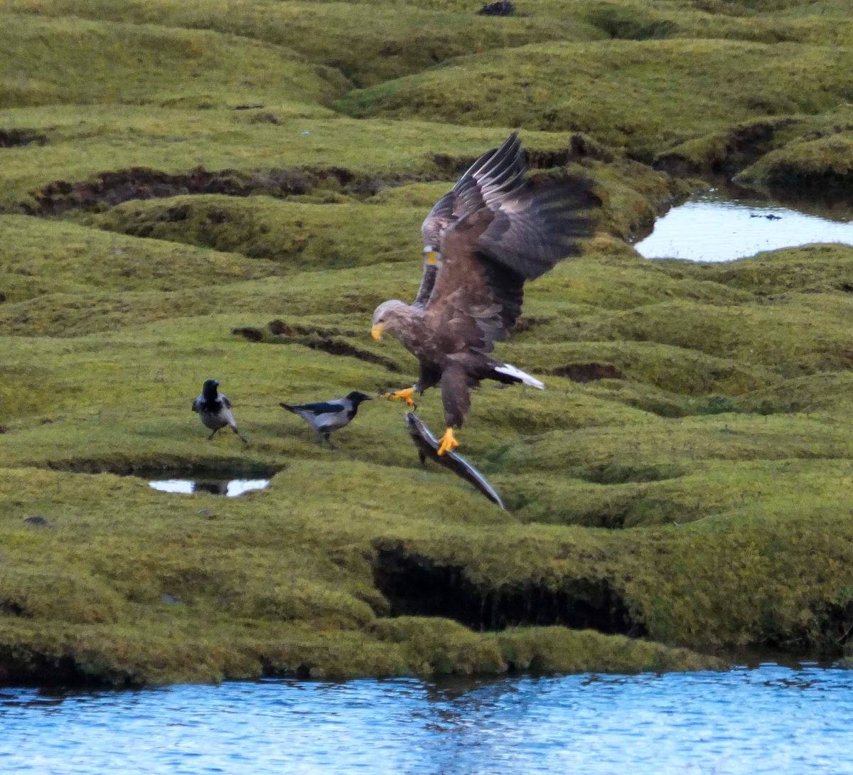 Sunday lunch 'to go' for this white tailed sea eagle!