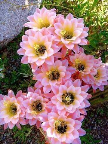 ☘🦋🌸⚘💛 Eva 💛⚘🌸🦋☘ (@eva_mar2011) on Twitter photo 
