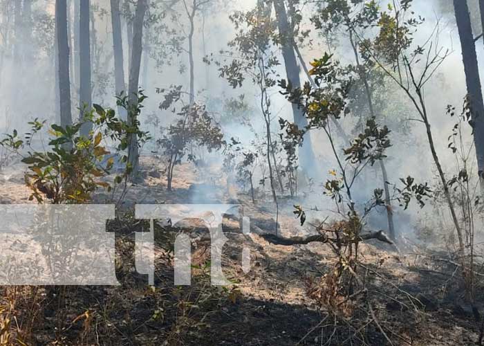 canaltn8's tweet photo. #AHORA #Nicaragua | Incendio arrasa con mas de 30 de manzanas en la comunidad de #Yucul, Bomberos, policía y brigadas apaga fuego trabajan para evitar que las llamas lleguen al Centro de la Reserva de Pinos de esa zona https://t.co/4Q85nWtbeX