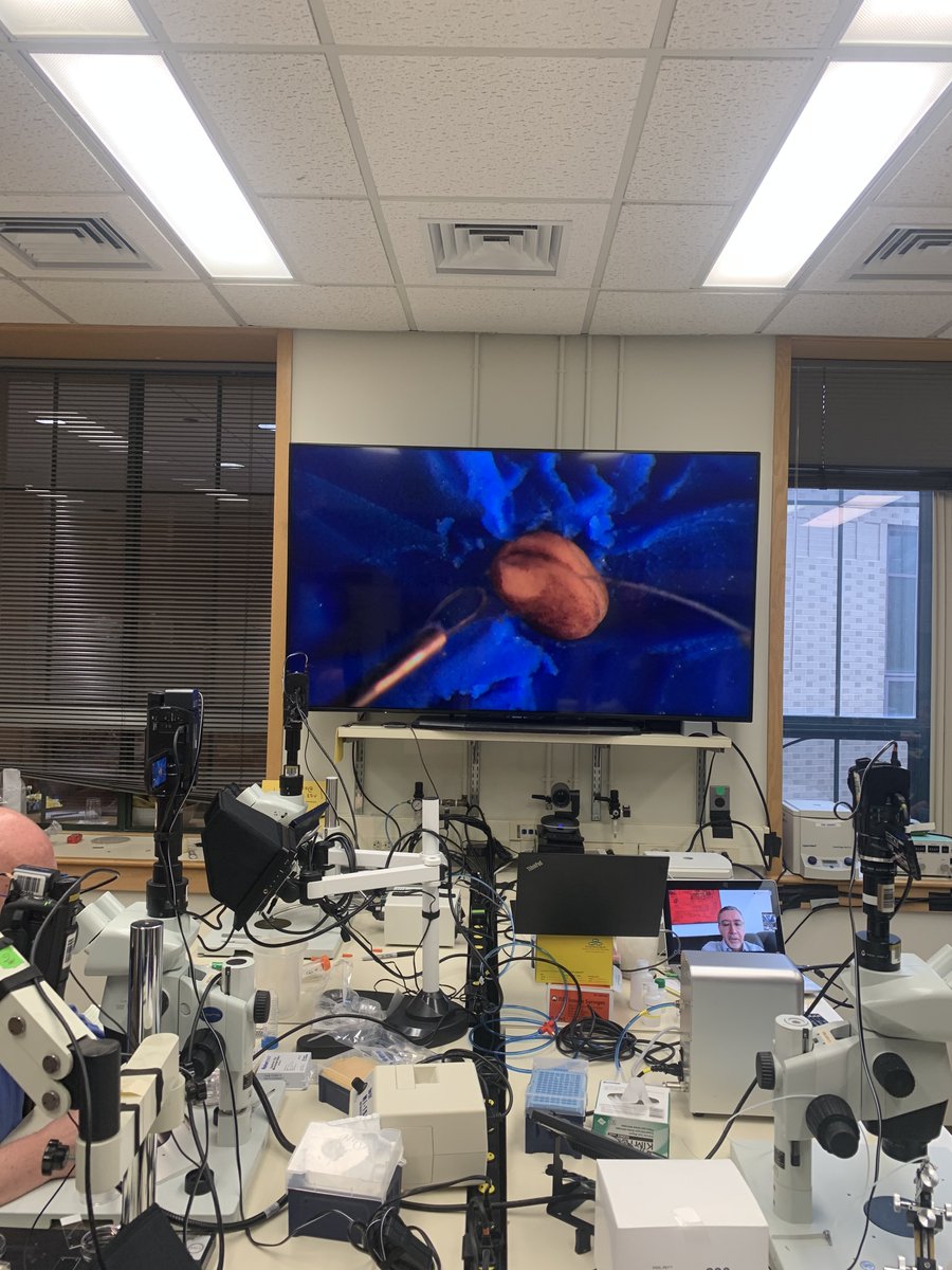 cshlxeno (@cshlxeno) on Twitter photo Roberto <a href="/mayor_lab/">Roberto Mayor Lab</a> zooms in after his talk this morning to help out with some neural crest explants! Roberto <a href="/mayor_lab/">Roberto Mayor Lab</a> zooms in after his talk this morning to help out with some neural crest explants!