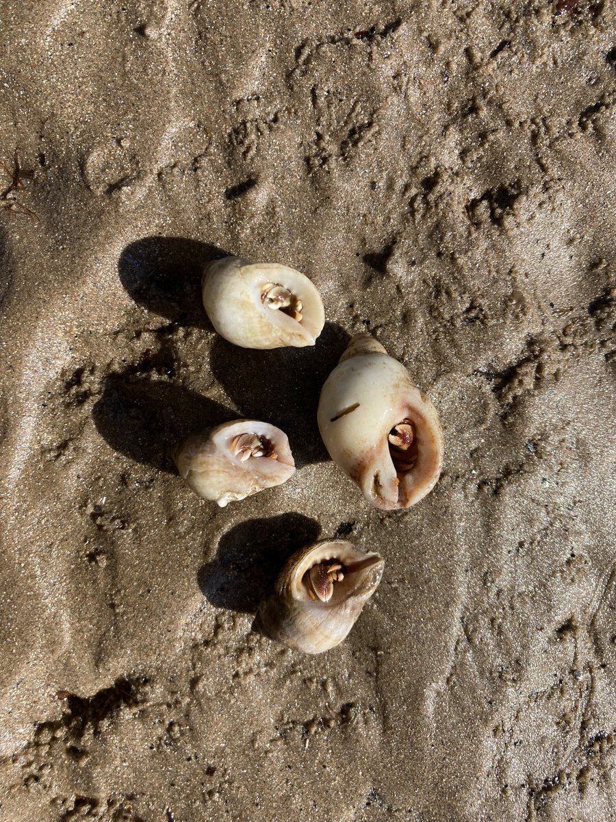 INSTAR (@weareinstar) on Twitter photo 4 tiny Hermit crabs snug inside their shells. A great wildlife spot this morning in #amble #northumberland - observing the small wonders in nature can inspire us on such a great scale, creatively and mentally @NTNorthd_Coast <a href="/NorthWildlife/">Northumberland Wildlife Trust</a> <a href="/Culture_Northum/">Northumberland Culture Network</a> @bait_timeto 4 tiny Hermit crabs snug inside their shells. A great wildlife spot this morning in #amble #northumberland - observing the small wonders in nature can inspire us on such a great scale, creatively and mentally @NTNorthd_Coast <a href="/NorthWildlife/">Northumberland Wildlife Trust</a> <a href="/Culture_Northum/">Northumberland Culture Network</a> @bait_timeto